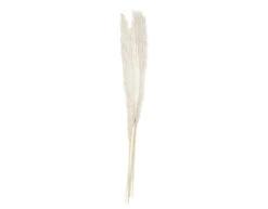 5 Stems Pampas Grass A Touch Of Pampas Dried And Bleached Length Appr. 90 Cm