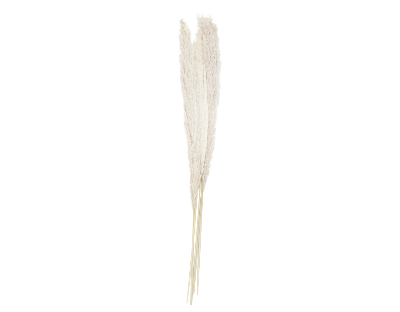 5 Stems Pampas Grass A Touch Of Pampas Dried And Bleached Length Appr. 90 Cm 1 5 Stems Pampas Grass A Touch Of Pampas Dried And Bleached Length Appr. 90 Cm