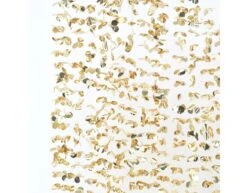 Gouden Hangdecoratie Bladeren 2m