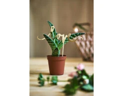 Taarttopper Love Goud 17cm -Feestspullen Winkel taarttopper love goud 17cm 2